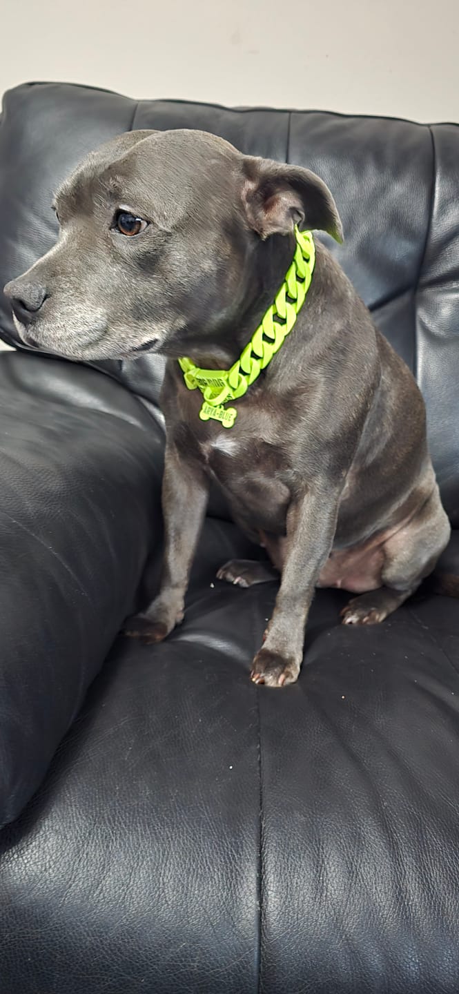 Customer photo review of BONE DOG ID TAG - Custom Engraved Stainless Steel Premium
