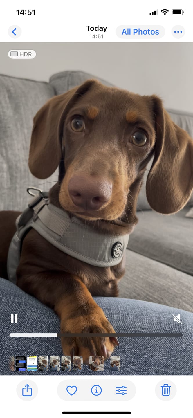 Customer photo review of Boomerang Harness - XS-M Breeds - Black