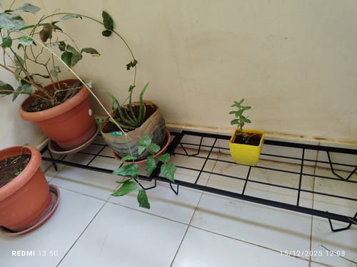 Customer photo review of United Crafts BRAK Heavy Rectangle Plant Stand – Indoor & Outdoor