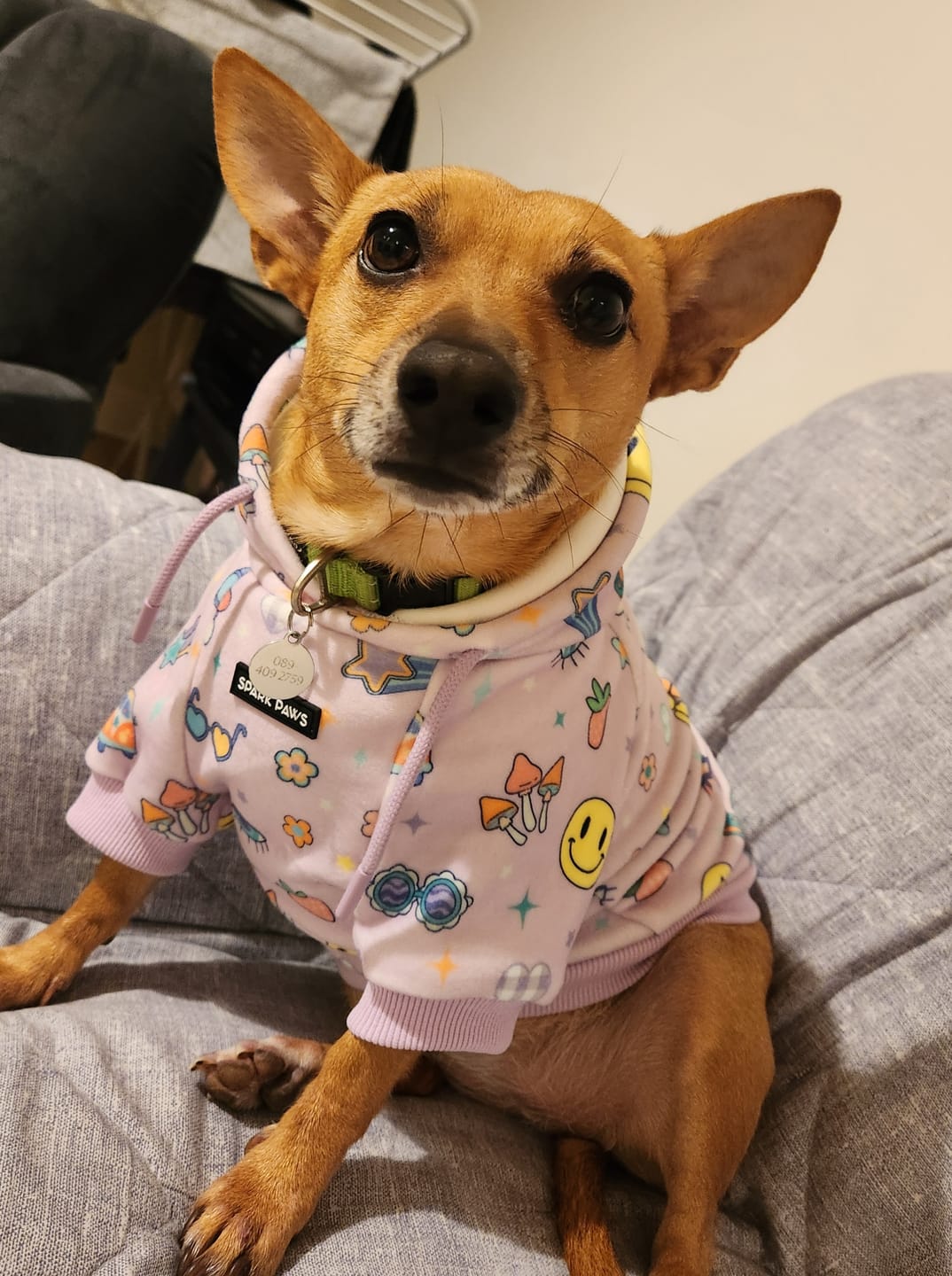 Customer photo review of Good Vibes Dog Hoodie - Purple