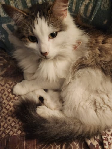 Customer photo review of 2x Blisso Advanced Cat Probiotic | Cat Probiotic for Diarrhea & Kidney Support