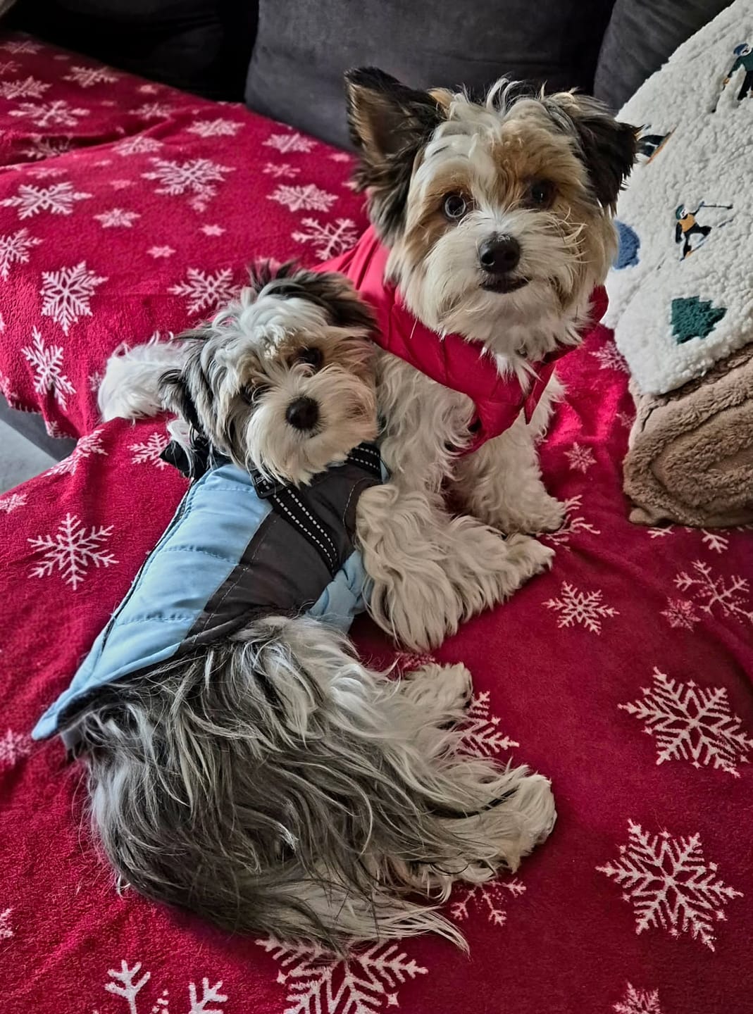 Customer photo review of Croquettes Poulet & Petit Pois - Chien Petite Race