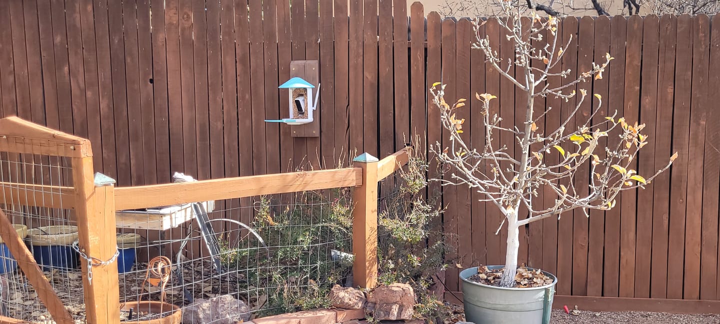 Customer photo review of Birdfy Feeder - AI-Powered Smart Bird Feeder with Camera