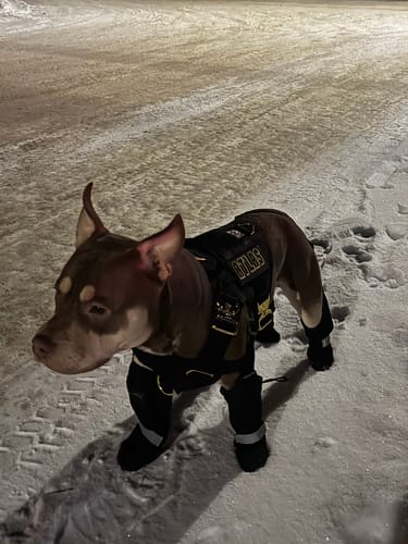 Customer photo review of HNTR 3.0 Dog Harness - Noir