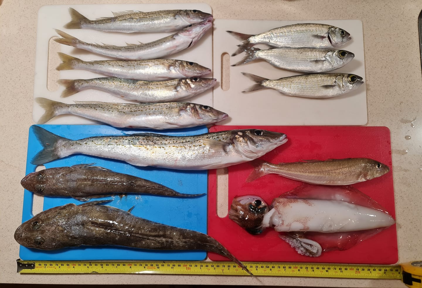 Customer photo review of Pre-tied Dropper Loop Rigs