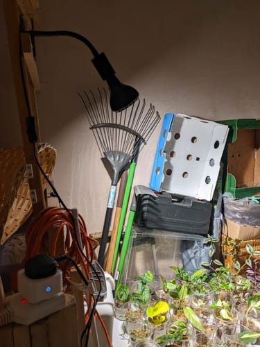 Customer photo review of Pianta Grow Light and Stelo Clip-On Bulb Holder Bundle