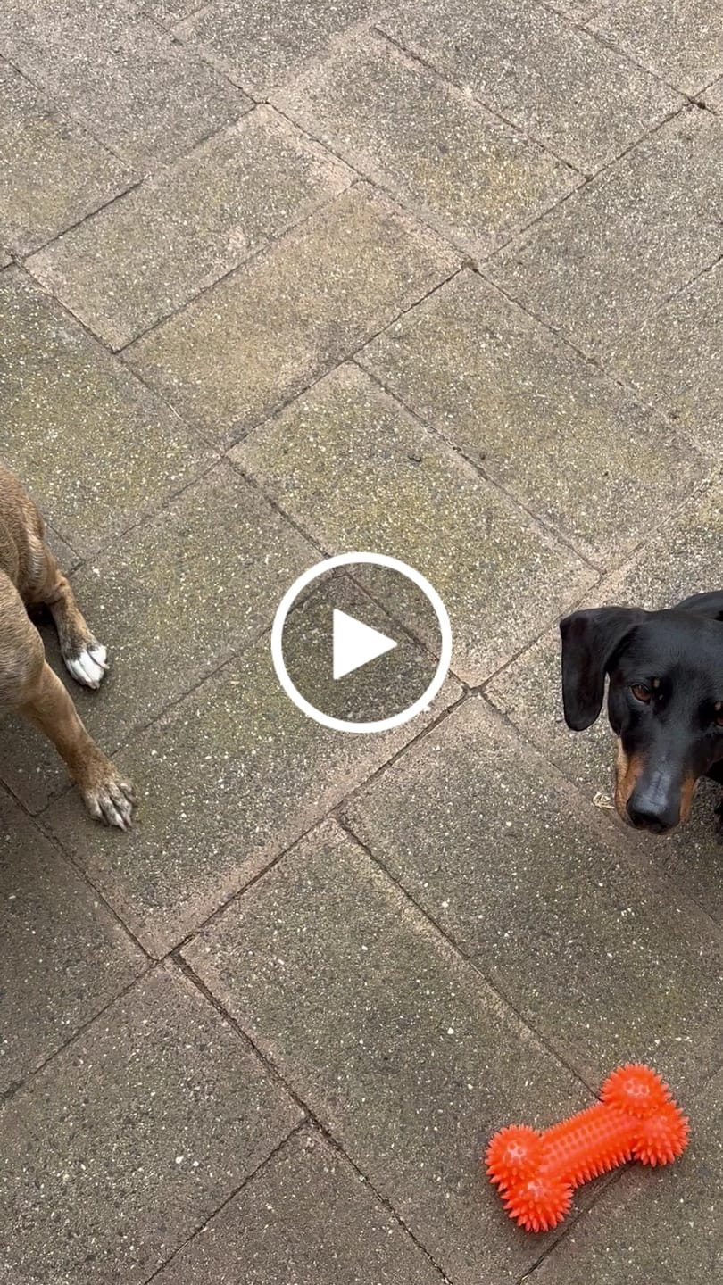 Customer video review of Blackdog Pig Ear Strips