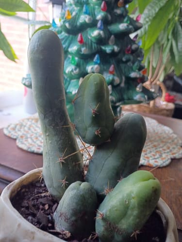 Customer photo review of Trichocereus Bridgesii Monstrose | Short Form | Type B | Penis Cactus