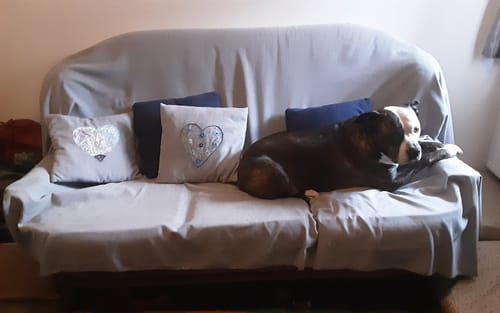 Customer's grey Cosy Weave Furnishing Fabric used as a sofa throw and cushion covers, with a dog lying on the sofa.