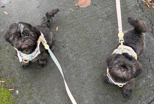 Customer photo review of Disney© Tough Trails™ Harness - Lion Friends