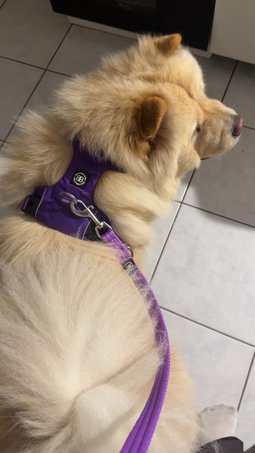 Customer photo review of Air Harness | Anti-Pull & With Handle - Purple