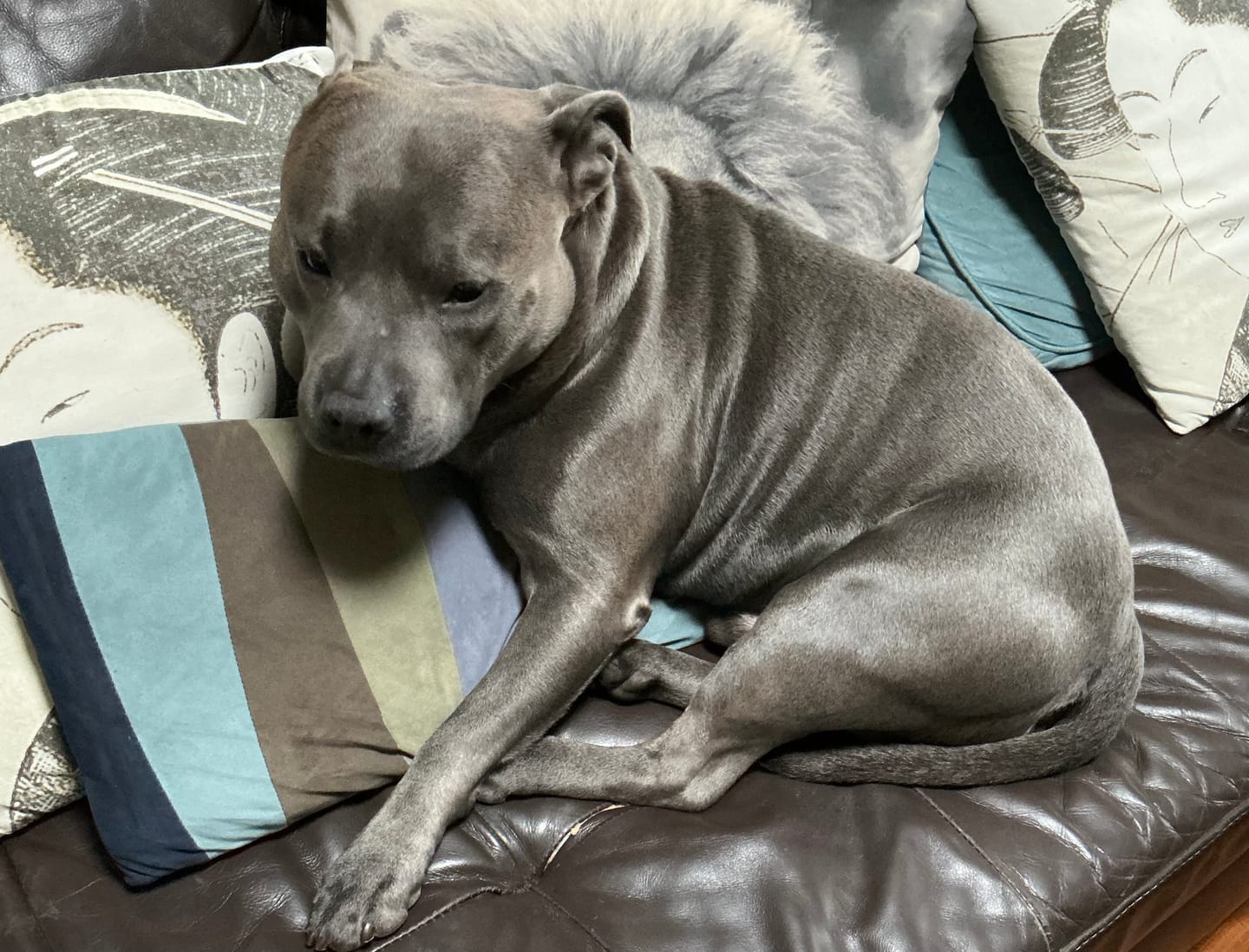 Customer photo review of Turkey Box for Dogs