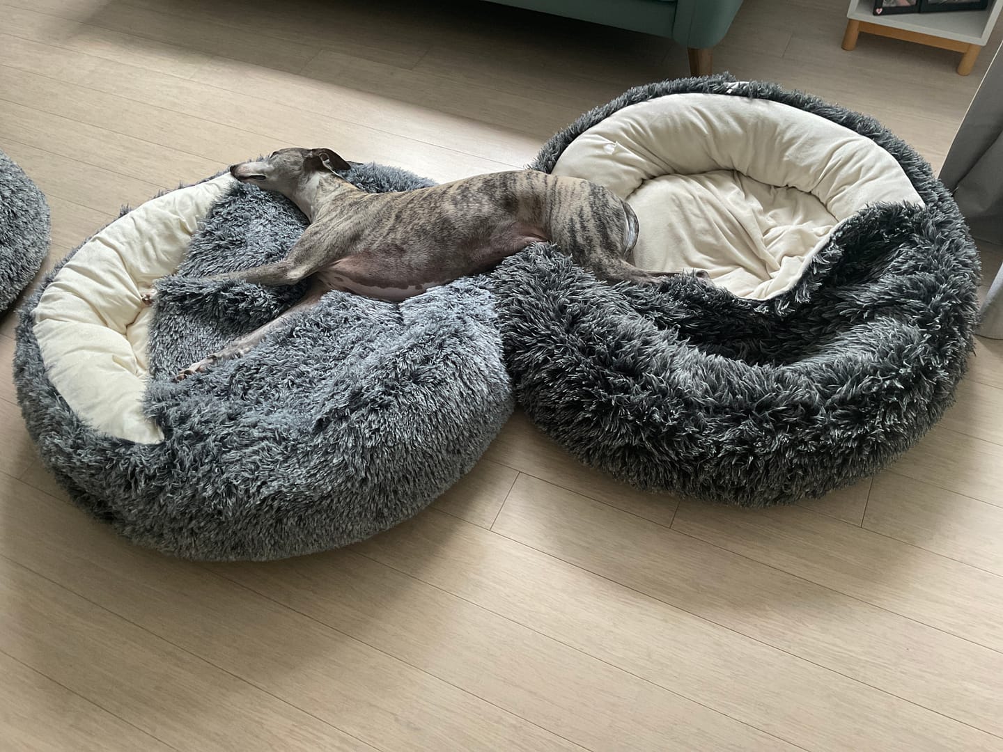 Customer photo review of Pet Cave Dog Bed - Removable Cover