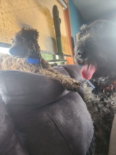 Customer's two fluffy dogs, Gabby and Betty, who enjoy the Pumpkin Yak Chews.