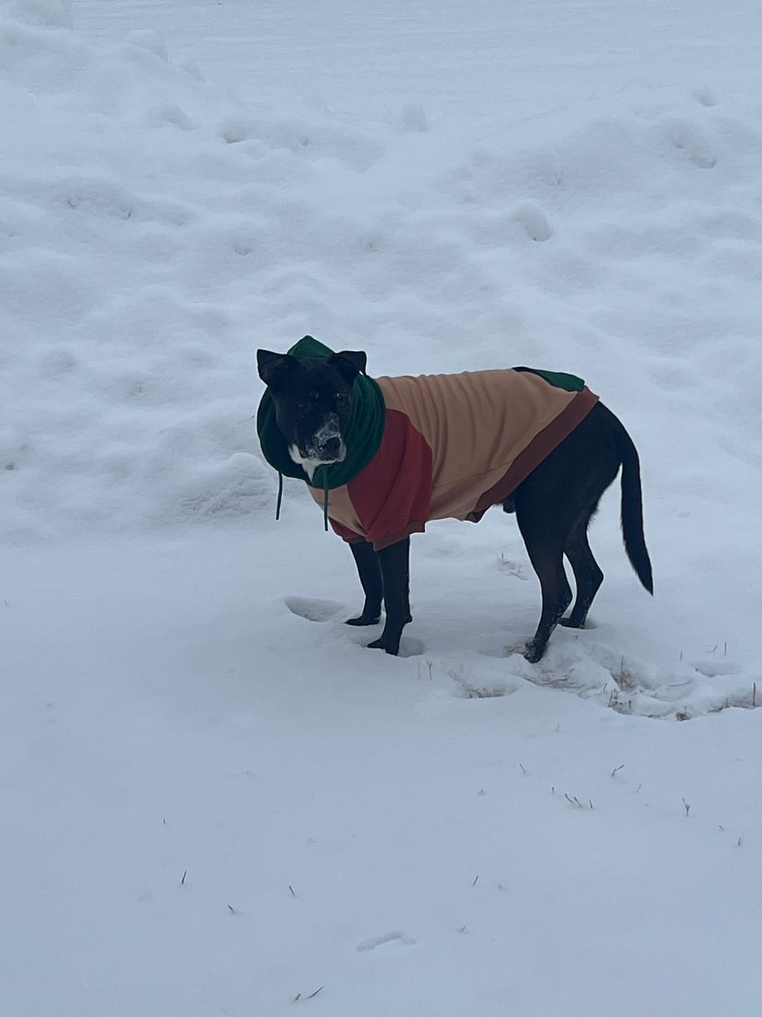 Customer photo review of Ranger Dog Hoodie
