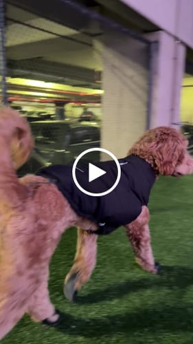 Customer video review of WagWellies® by wagwear