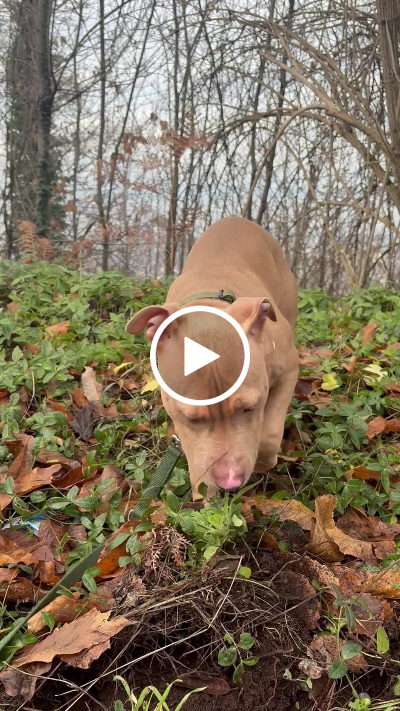 Customer video review of 2.5cm Combat® Collar | With Handle & Rated Clip - Khaki