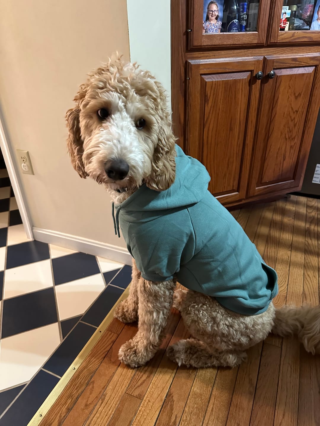 Customer photo review of Essential Dog Hoodie - Teal