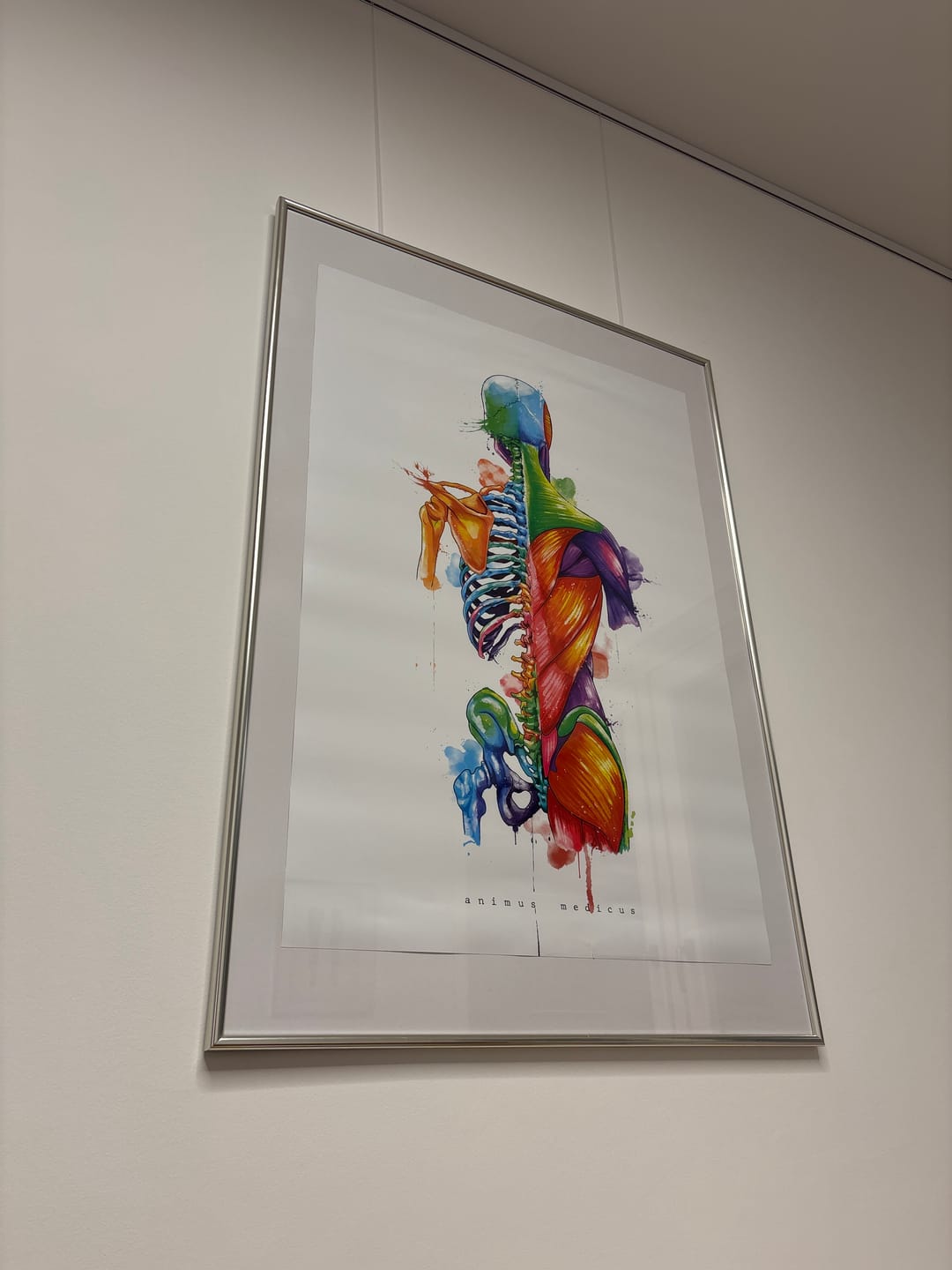 Customer photo review of Rücken Anatomie - Rainbow