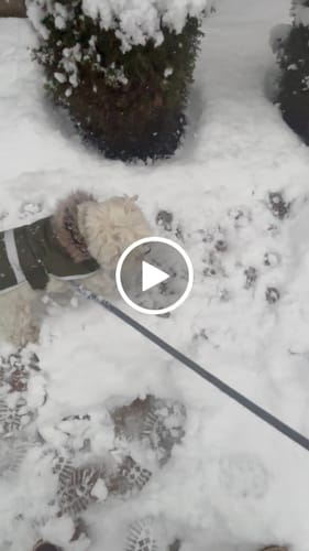 Customer video review of Petsmont Buddy Guard Toy Dog