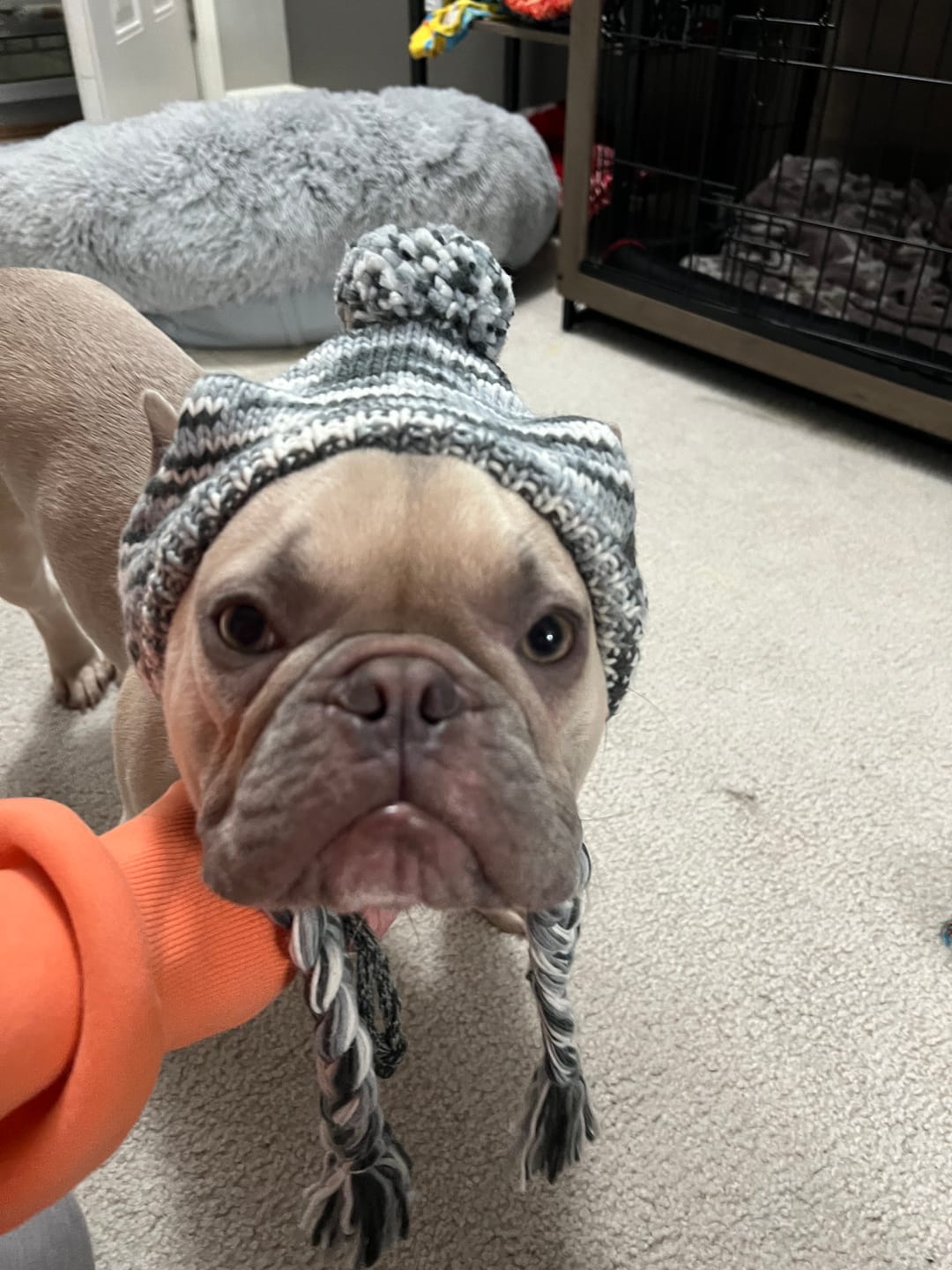 Customer photo review of Knit Pom Pom Dog Beanie Hat - Salt and Pepper