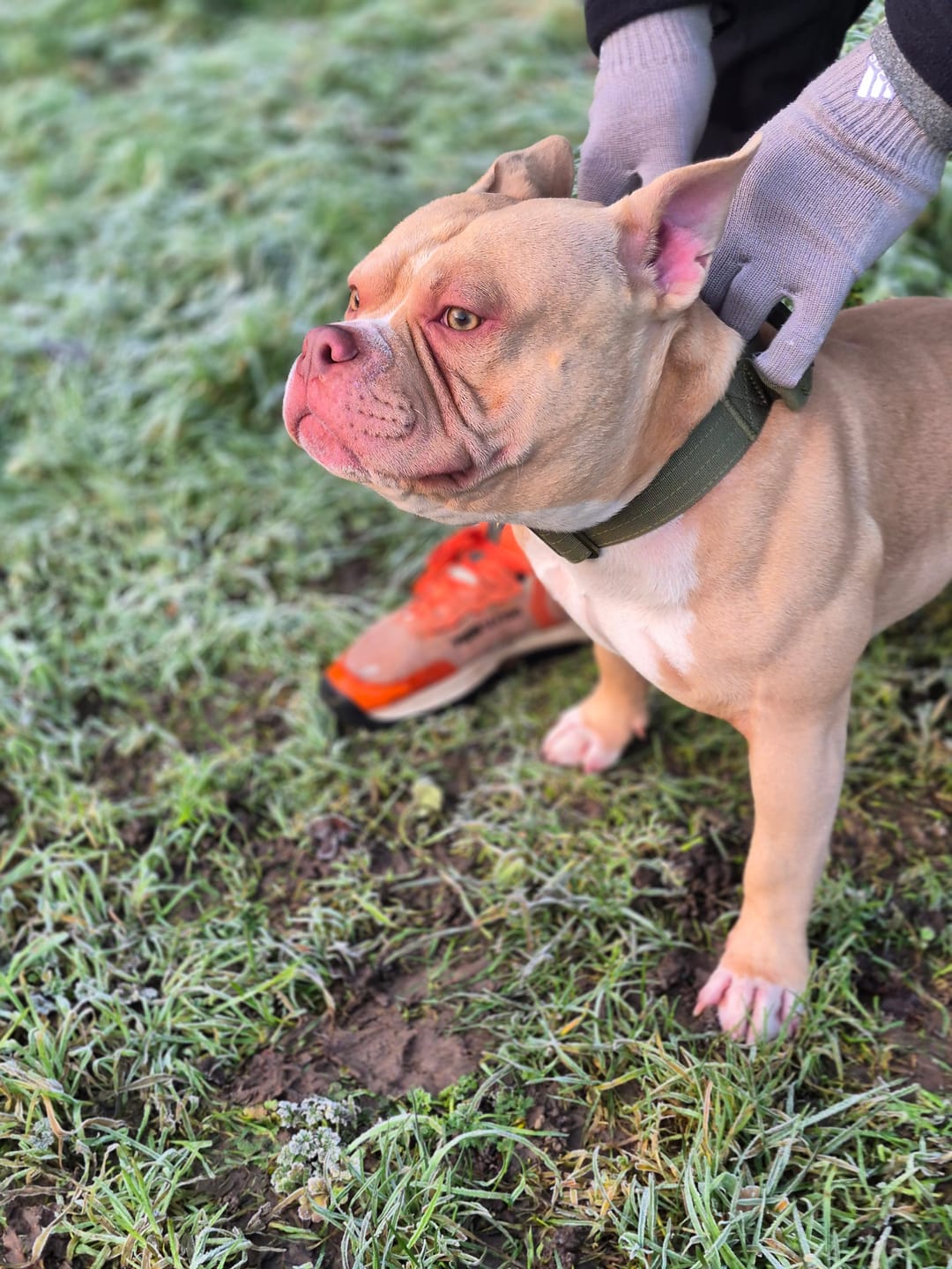 Customer photo review of 4cm LIGHTER Combat® Collar | With Handle Rated Clip - Khaki x Khaki