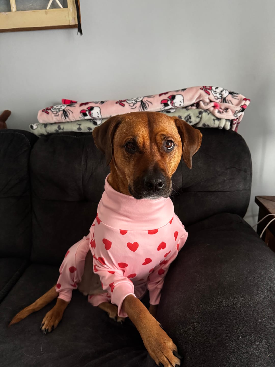 Customer photo review of Dog Pajama - Pink Hearts