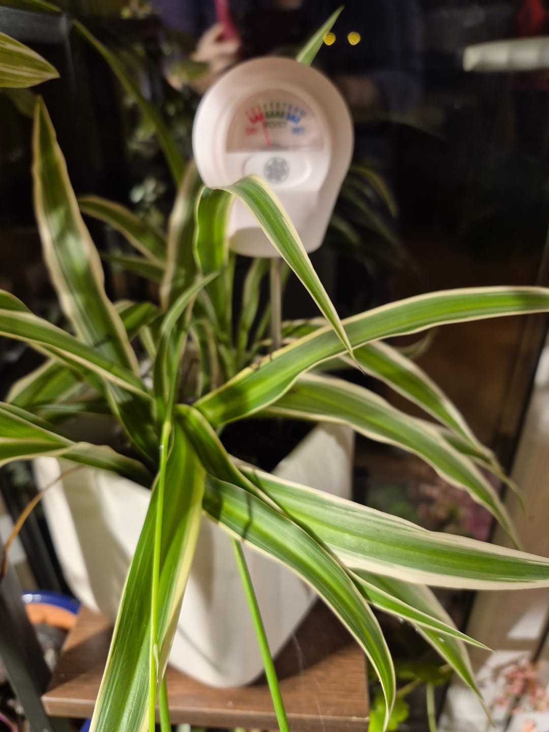 Customer photo review of Soil Moisture Meter