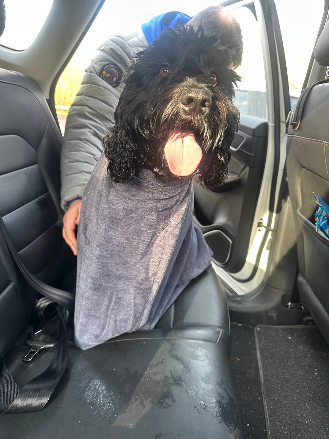 Customer photo review of Luxury Dog Drying Bag