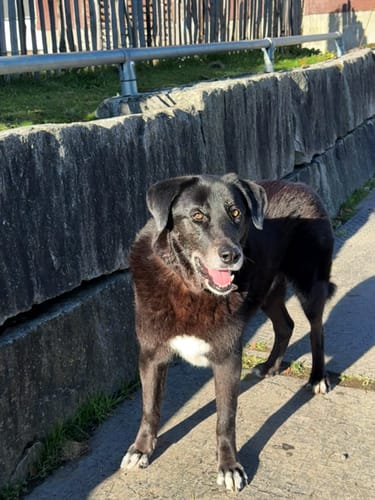 Customer photo review of Strotonin Dog Support