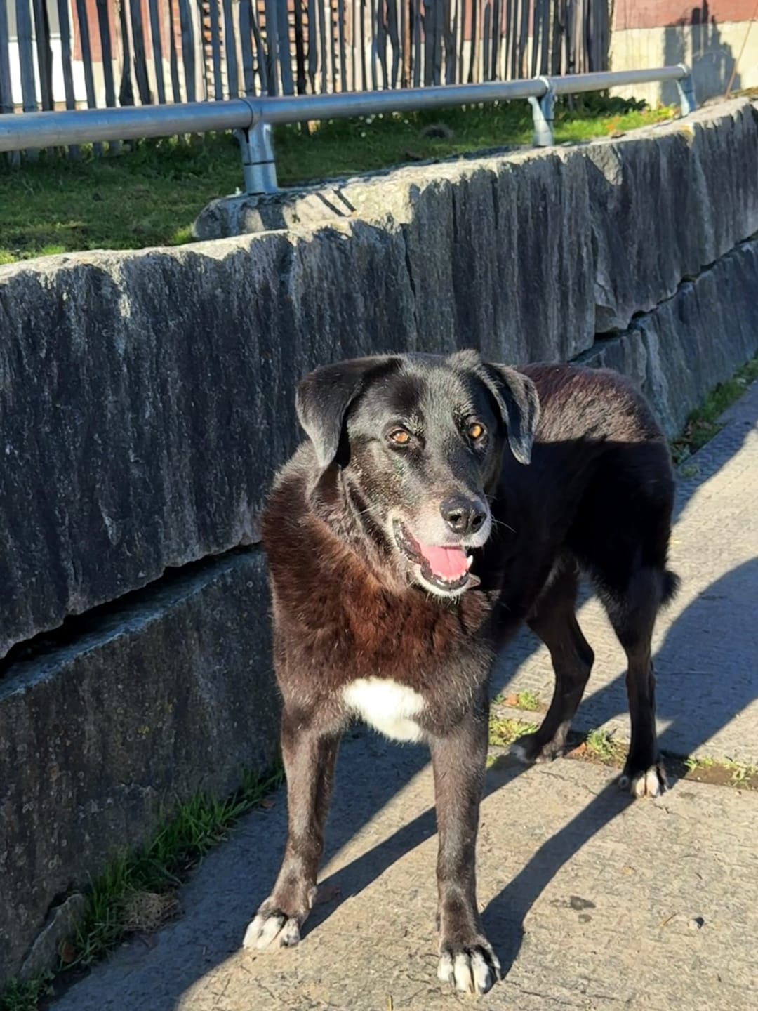 Customer photo review of Strotonin Dog Support