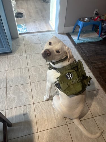 Customer's light-colored dog sitting on a tile floor while wearing the green Tactical No-Pull Team K9 Dog Harness.