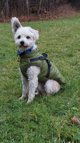 Kundenbewertung mit Foto zu Emmalove - Wasserdichter Hundemantel Extreme