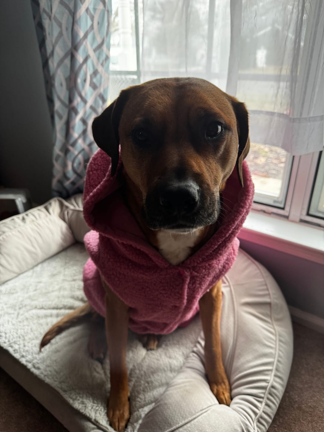Customer photo review of Teddy Sherpa Dog Jacket - Dark Pink