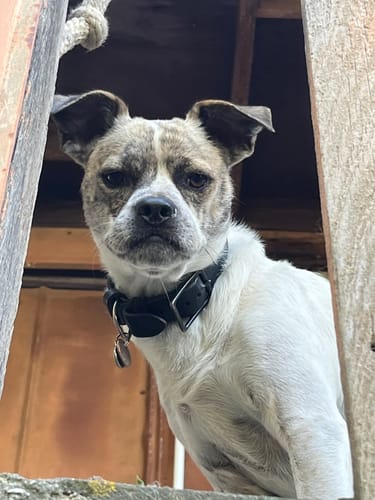 Customer photo review of 1-TDC ORAL HEALTH + MOBILITY SUPPORT FOR DOGS & CATS 2 Bottles (240 soft gels)