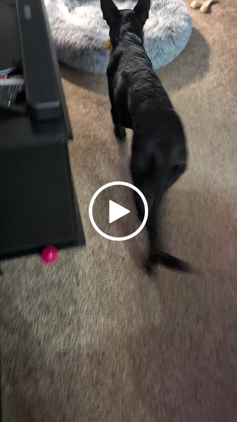 Customer video review of FreezSunflower - Interactive Frozen Sunflower Dog Chew