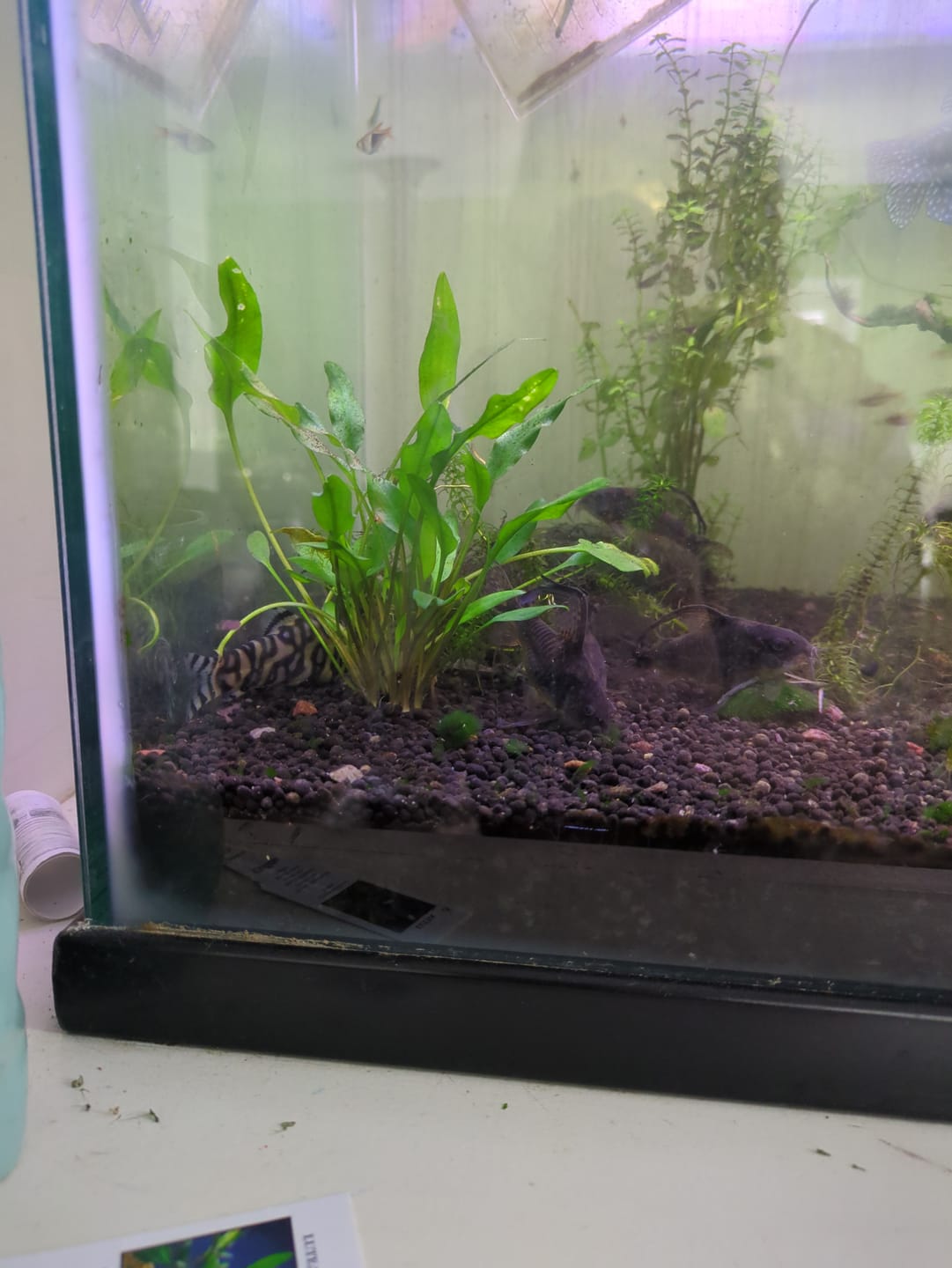 Customer photo review of Cryptocoryne Lutea