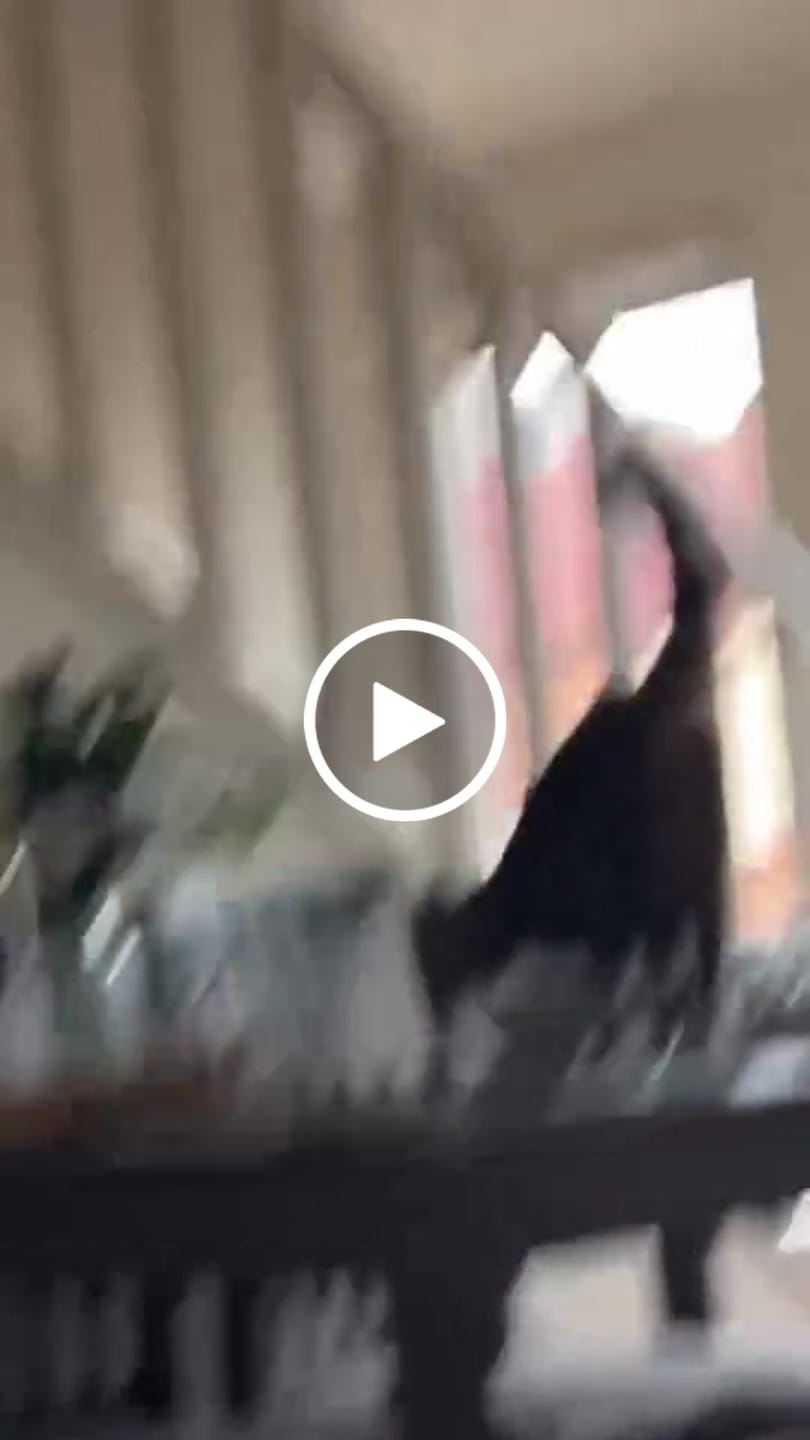 Customer video review of Meowy Christmas 🐱🎄🔊 - Joker Greeting Prank Card (Glitter + Sound)