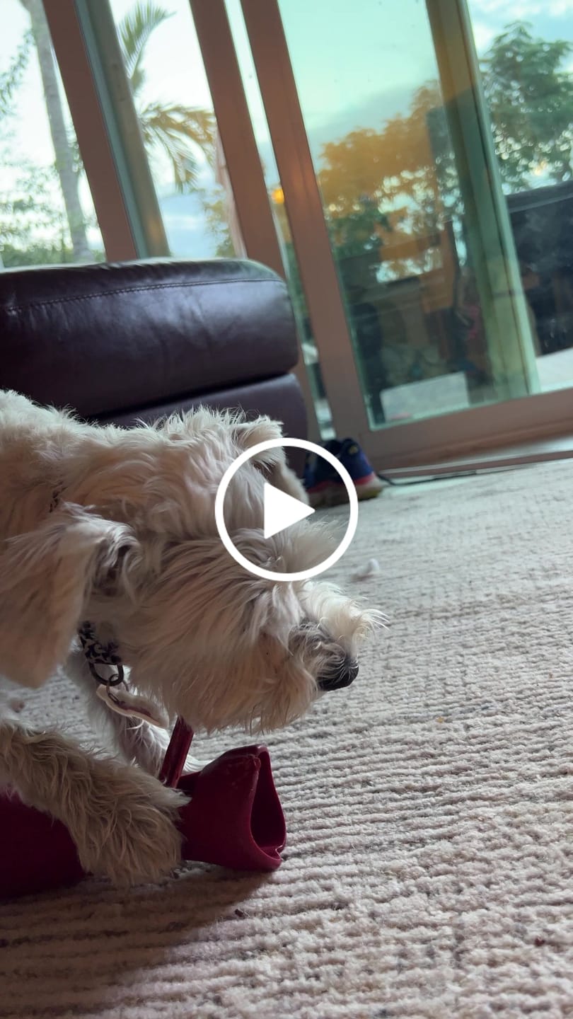 Customer video review of Bully Stick Safety Holder