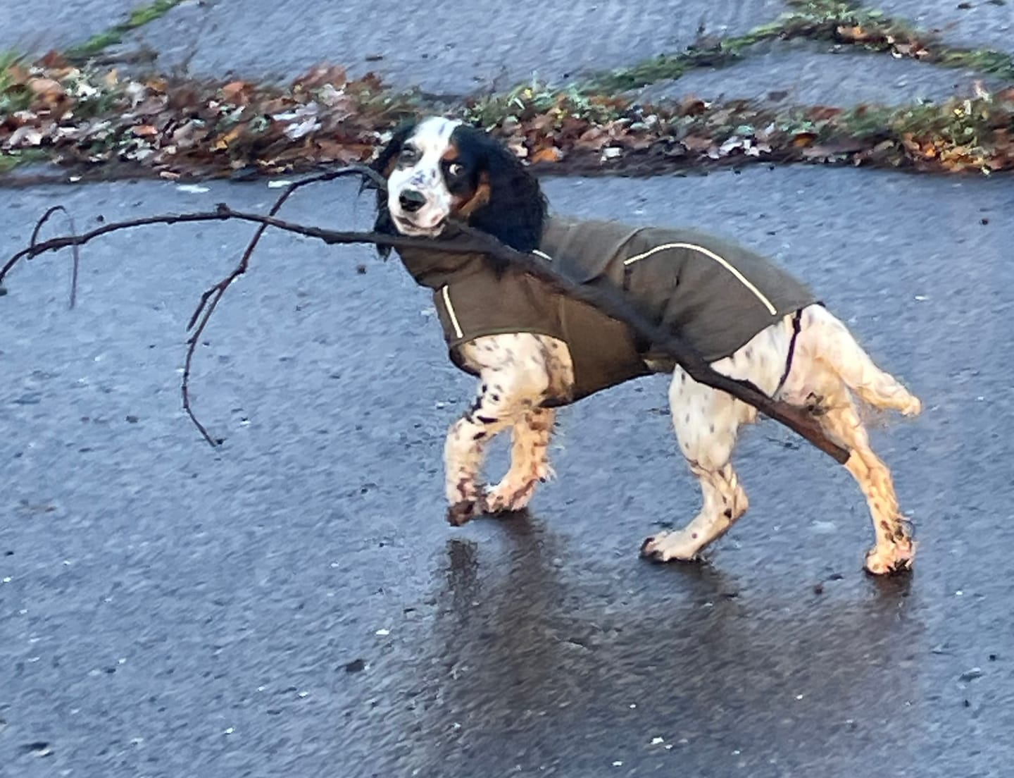 Customer photo review of Honey Comb Dog Coat