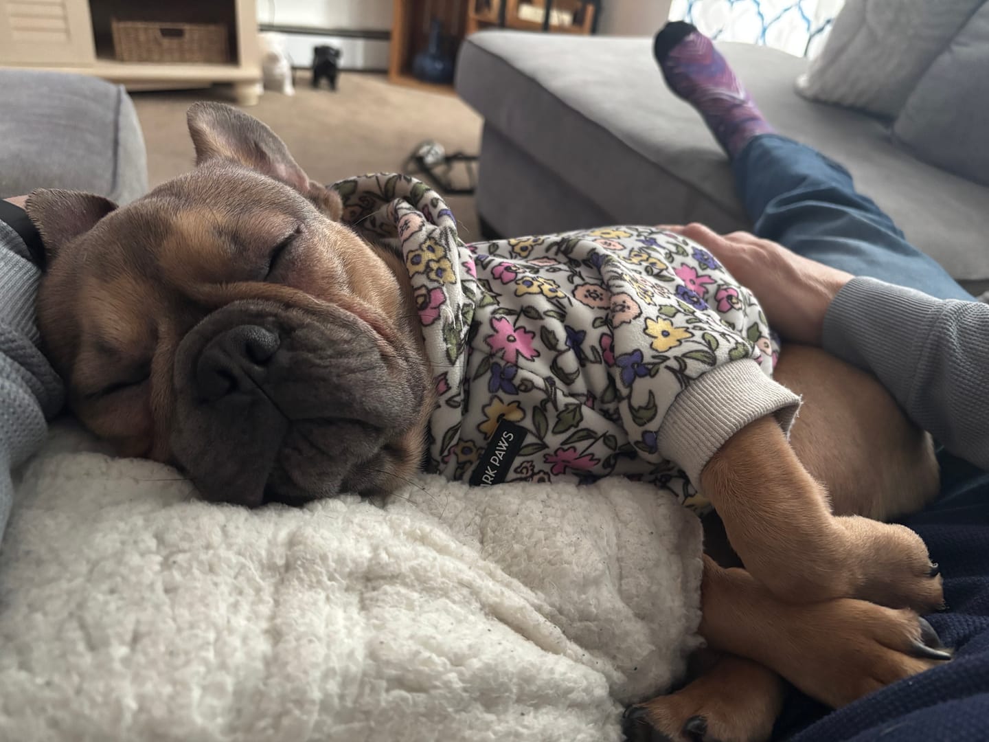 Customer photo review of Vintage Flower Dog Hoodie - Light Grey