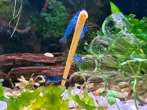 Customer photo review of Blue Dream Shrimp