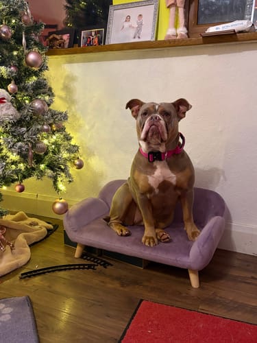 Customer photo review of 4cm Combat® Collar | With Handle & Rated Clip - Magenta