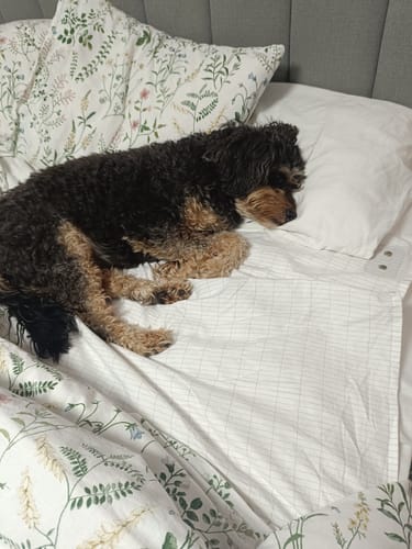 Customer photo review of Wake Up As Your Best Self With Our Grounding Sheet Set!