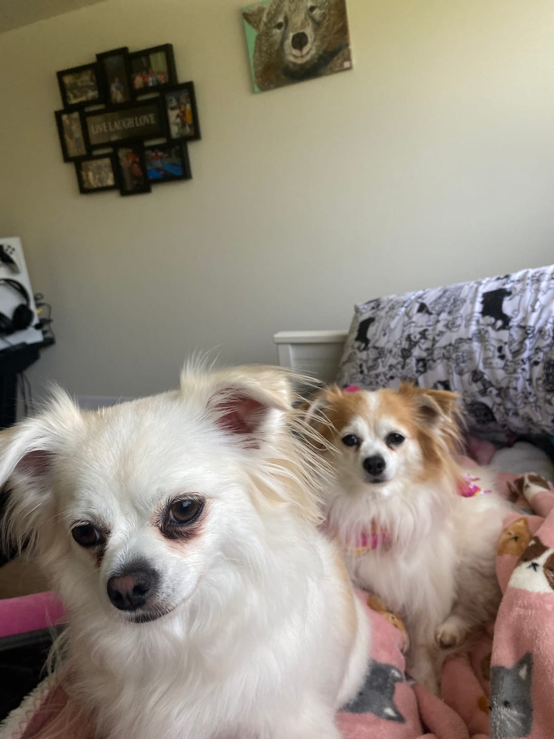 Customer photo review of Bugsy's Air-Dried Kangaroo