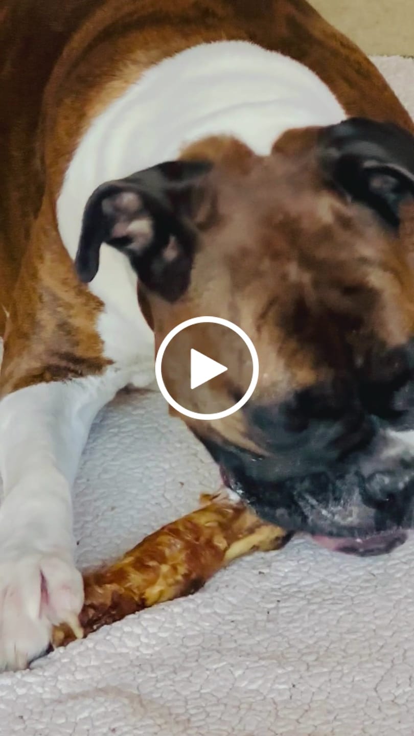 Customer video review of Ostrich Foot Bone (7" x 3.5"): The Flavorful & Long-Lasting Chew for Medium to Large Dogs