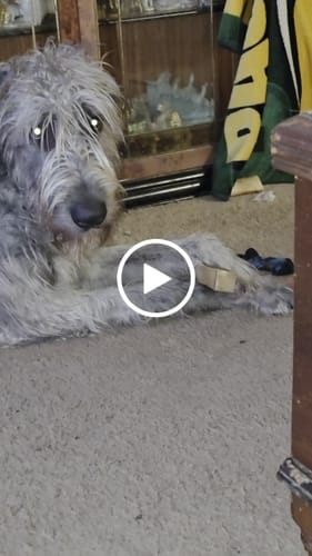 Customer video review of Long-Lasting Yak Chews — 6 Flavor Pack