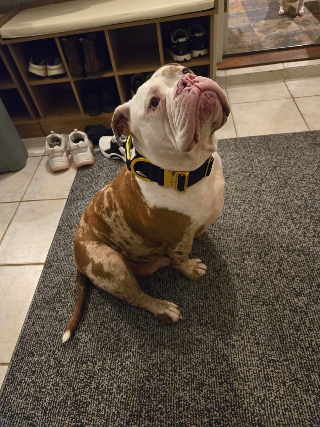 Customer photo review of 5cm Lighter Combat® Collar | With Handle Secure Clip - Black x Yellow