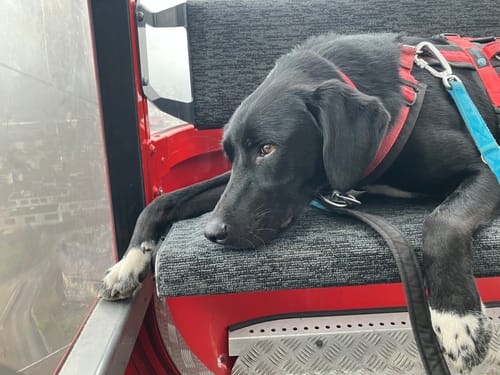 Rezensent zeigt seinen ruhigen Hund, der nach der Einnahme von Relax Time auf einem Sitz entspannt.