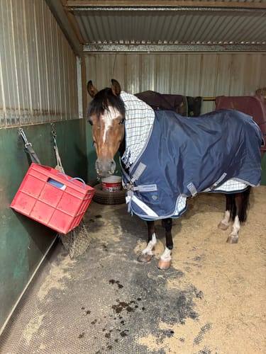 Customer photo review of Rhino Plus Pony Turnout 0g